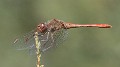 Sympetrum meridionale male-220254